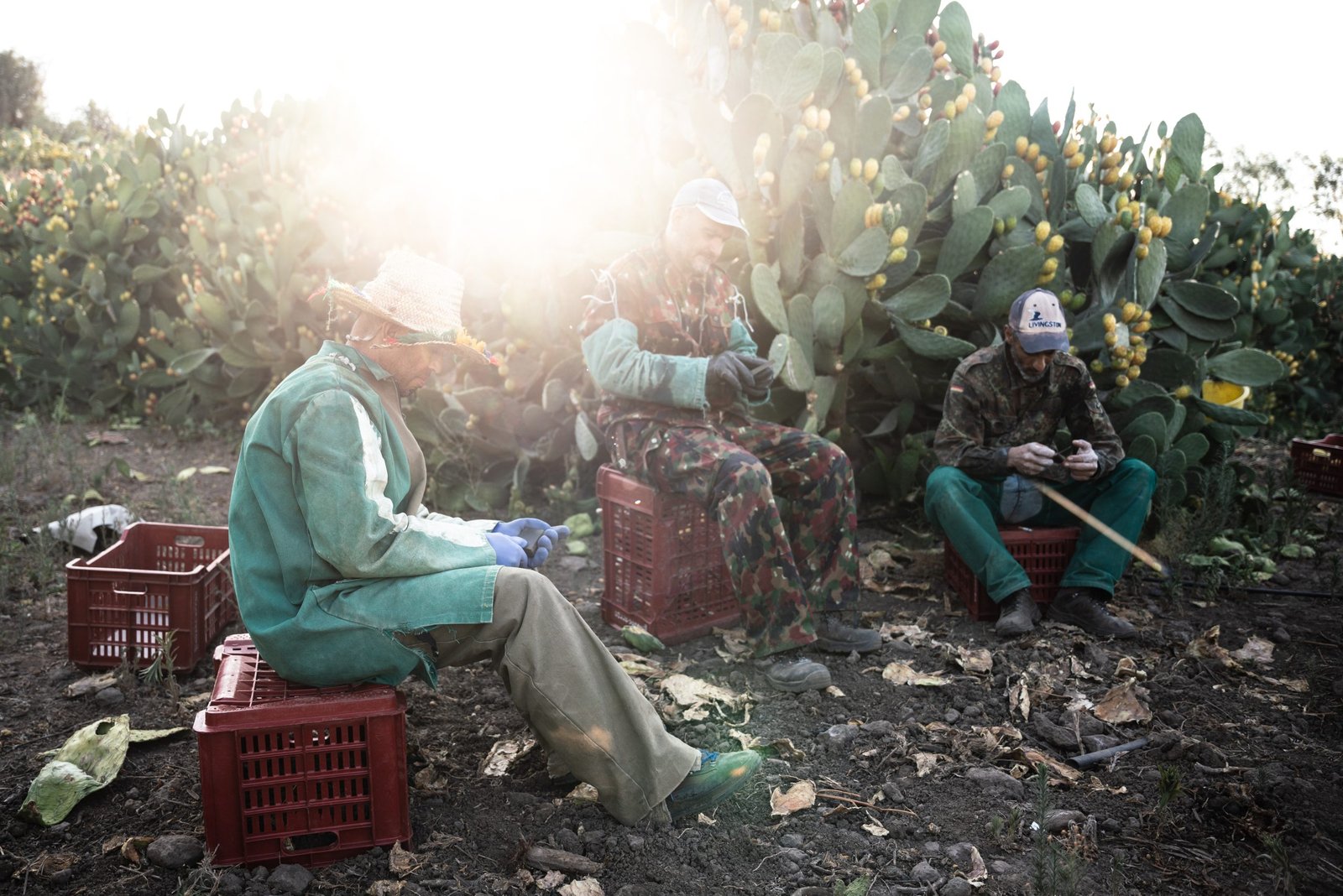 Materia prima siciliana in campagna — COCO Visual Lab
