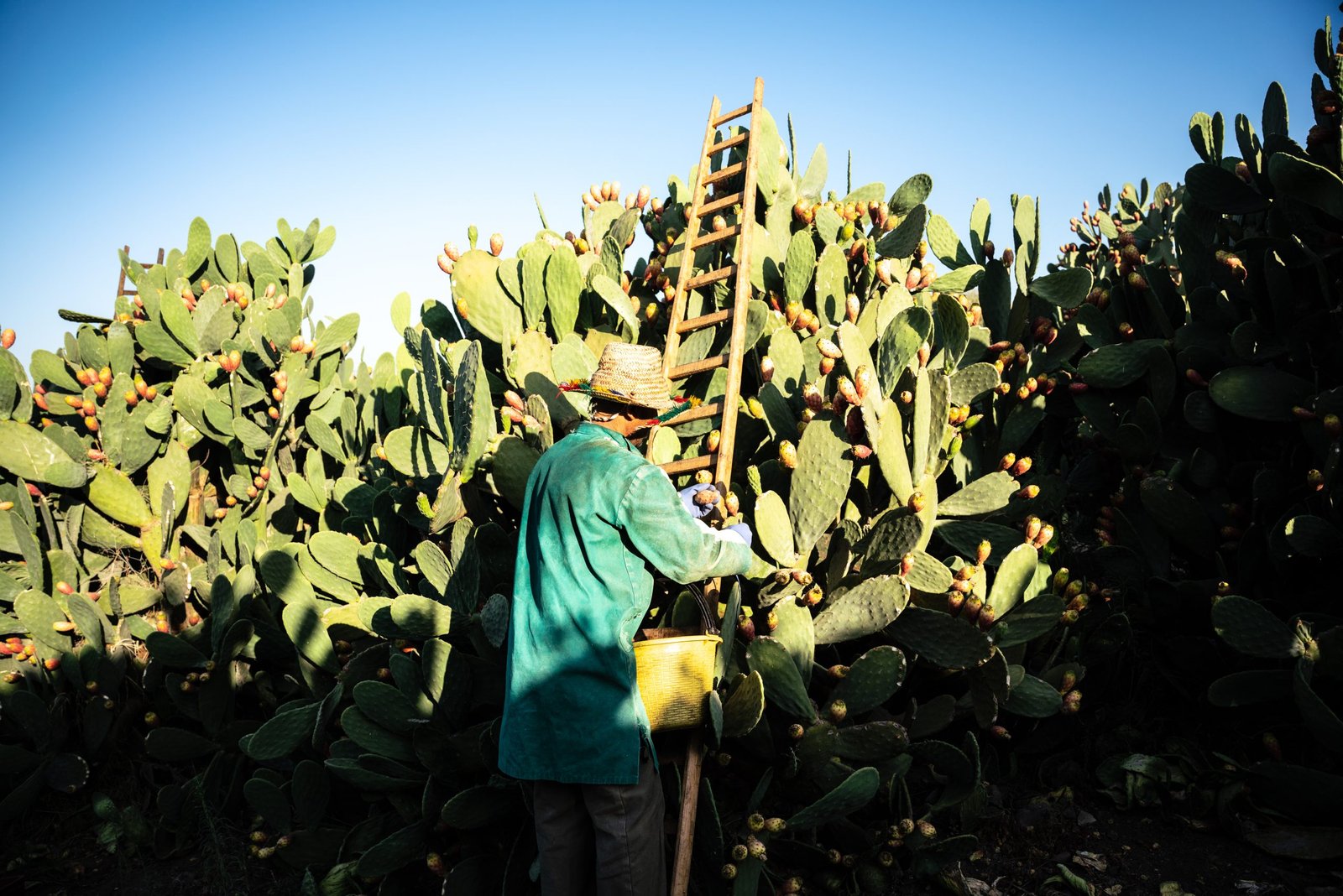 Raccolta del ficodindia in campagna siciliana — COCO Visual Lab
